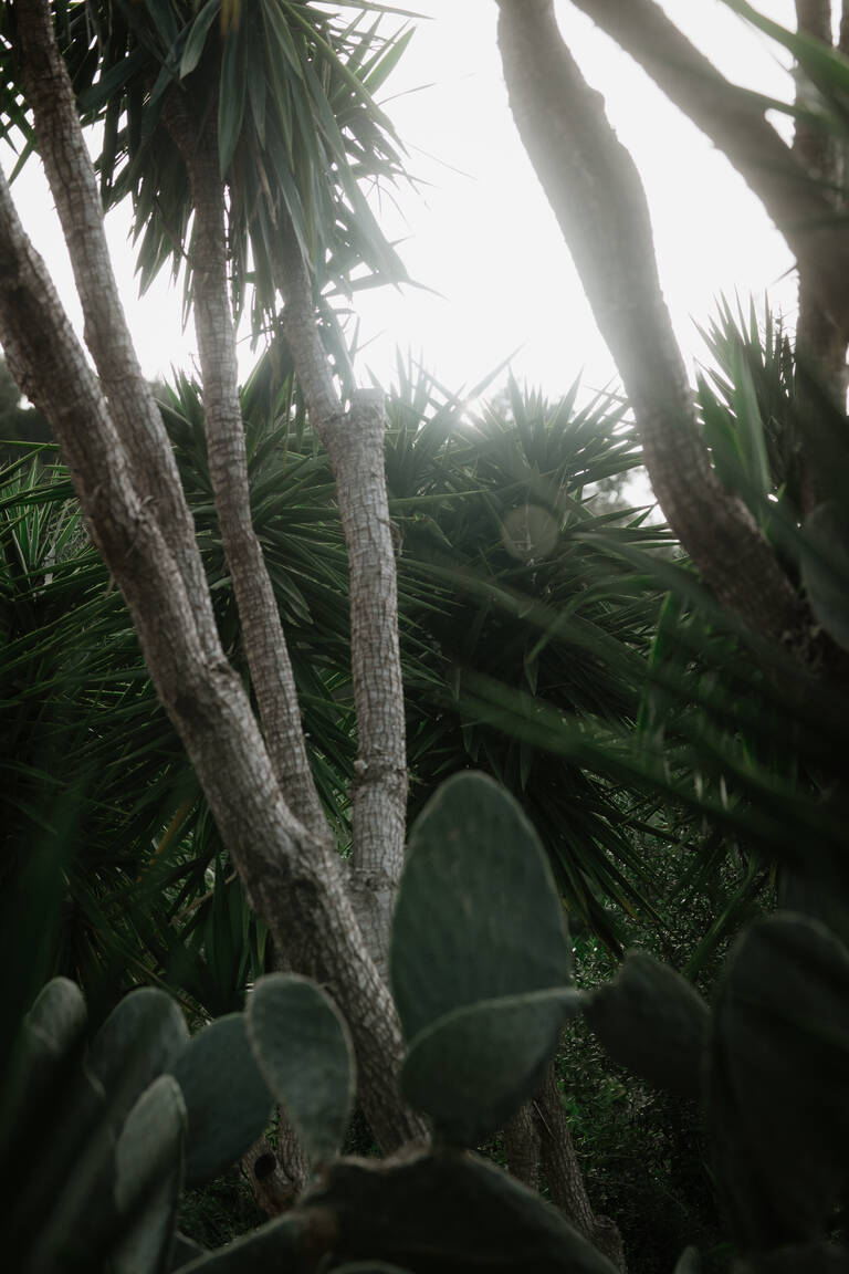 Kakteen auf Finca auf Mallorca